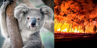 Coalas estão condenados à extinção devido aos incêndios na Austrália, afirmam pesquisadores