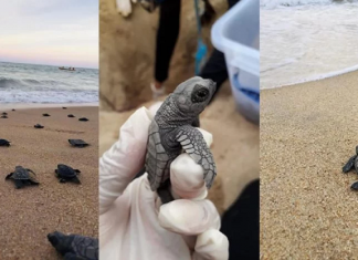 Com praia vazia, tartaruguinhas nascem e dão show de fofura a caminho do mar!