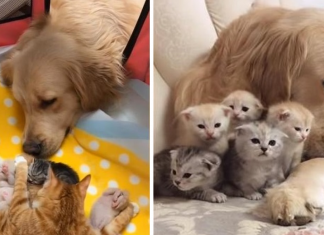 O carinhoso Golden Retriever se apaixonou por uma ninhada de gatinhos