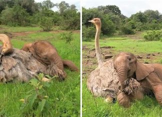 Elefante órfão se une diariamente com um avestruz para brincar. Ele perdeu a mãe, mas ganhou um amigo!