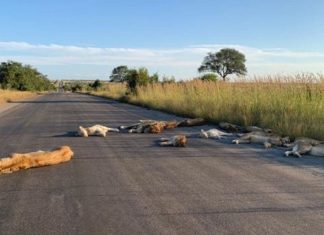 Com o bloqueio dos humanos, leões aproveitam a estrada deserta para uma soneca na África do Sul