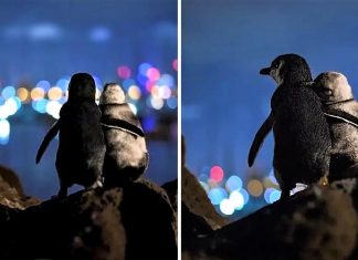 Fotógrafo capturou imagem de dois pinguins juntinhos olhando o horizonte na Austrália. O que estariam pensando?