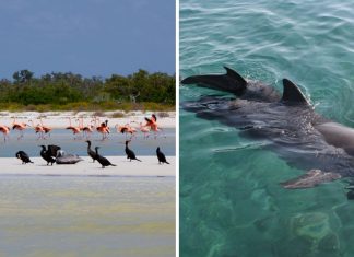 Golfinhos, pássaros e raias retornam à zona hoteleira de Holbox, no México. A natureza comemora a ausência do homem!