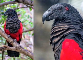 Conheça a beleza exótica e mística do papagaio Drácula