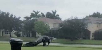 Um jacaré gigante invadiu clube de campo após chuvas fortes (vídeo)