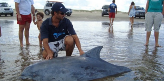 Biólogo brasileiro recebe o “Oscar Verde” por seu trabalho com botos ameaçados de extinção.